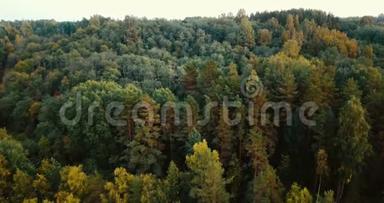 空中无人机水平视野森林和针叶树在北部。 有松树和冷杉的俄罗斯风景，阳光明媚